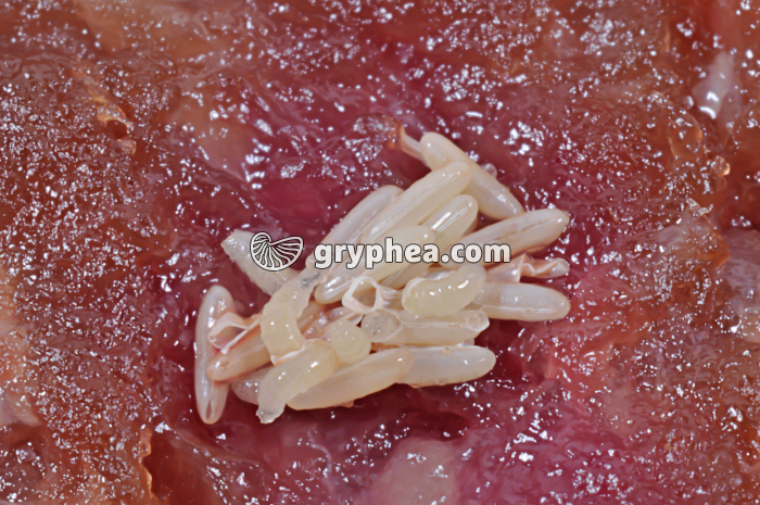 Mouche - Eclosion des oeufs et sortie des jeunes asticots - gryphea.com